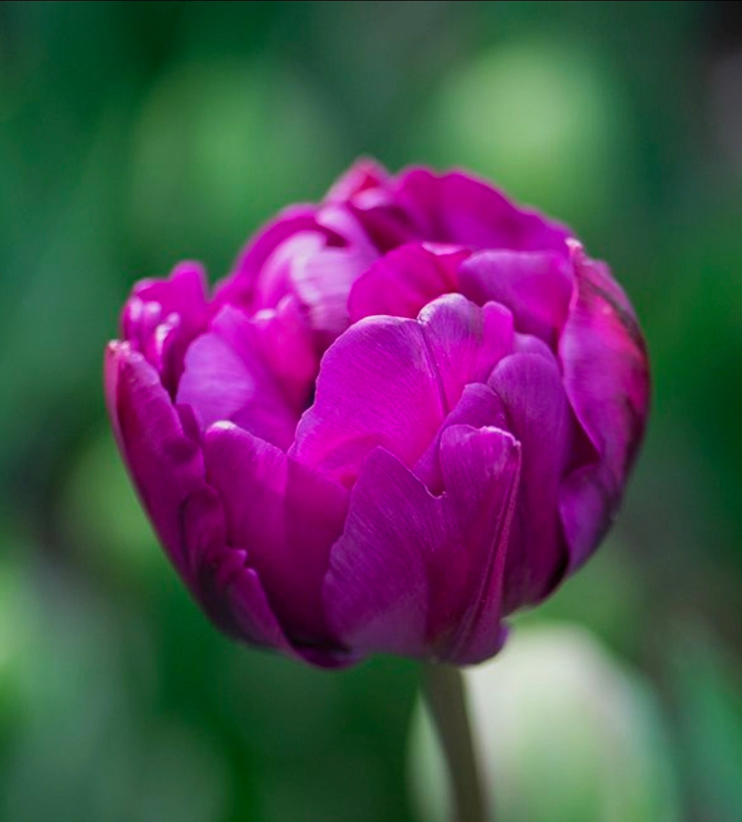 The Tulip Club