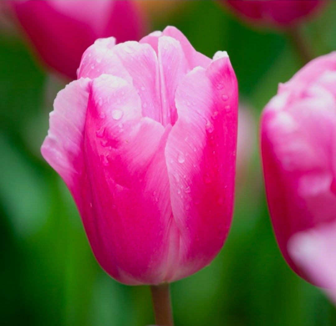 The Tulip Club