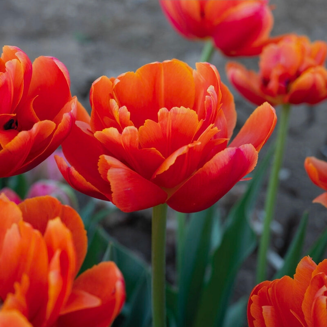 The Tulip Club