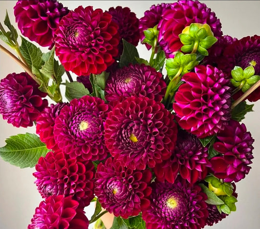 Ivanetti Dahlia Tuber