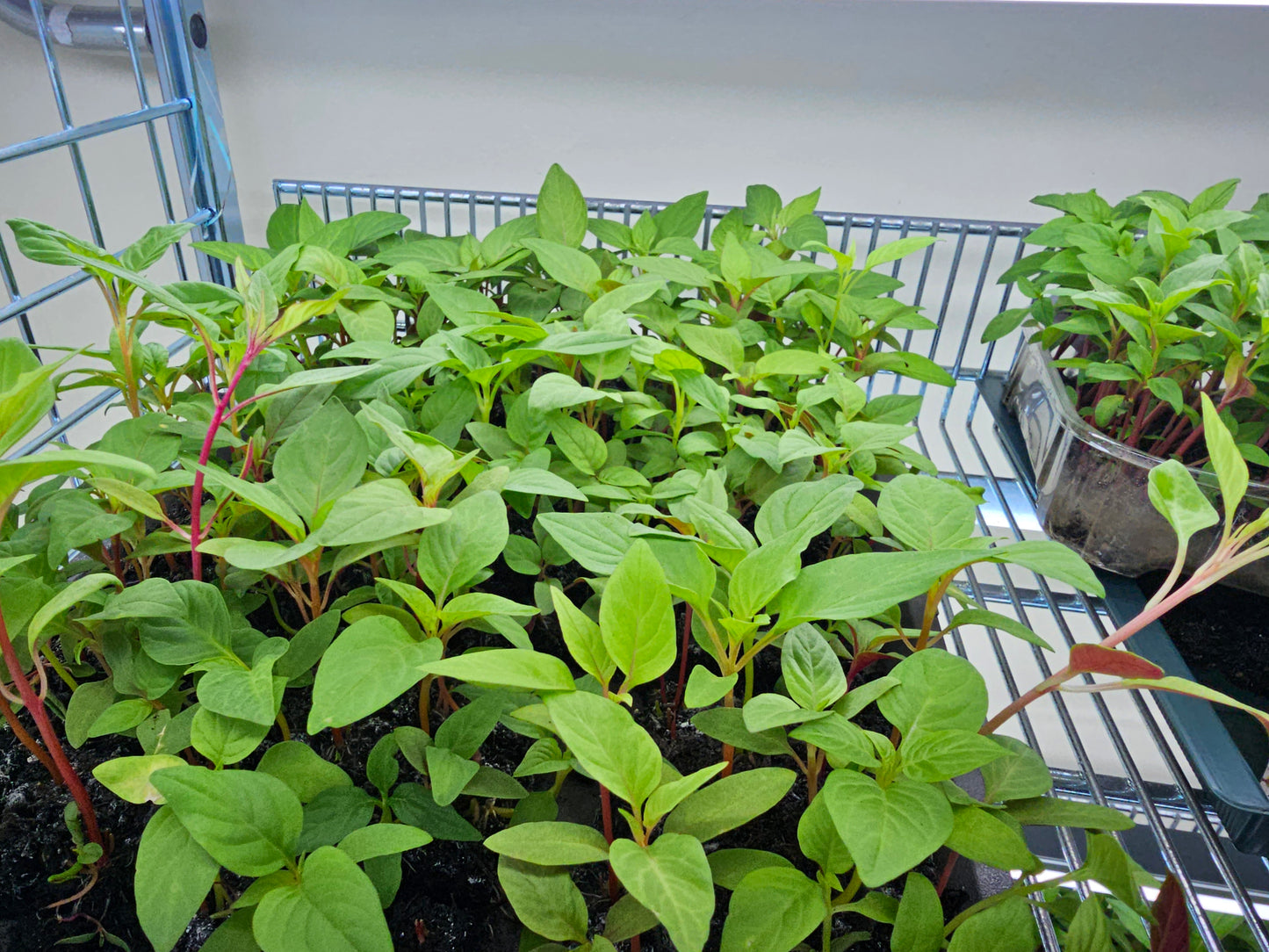 'Grow your own' Cut Flower Patch - Seed starting Workshop