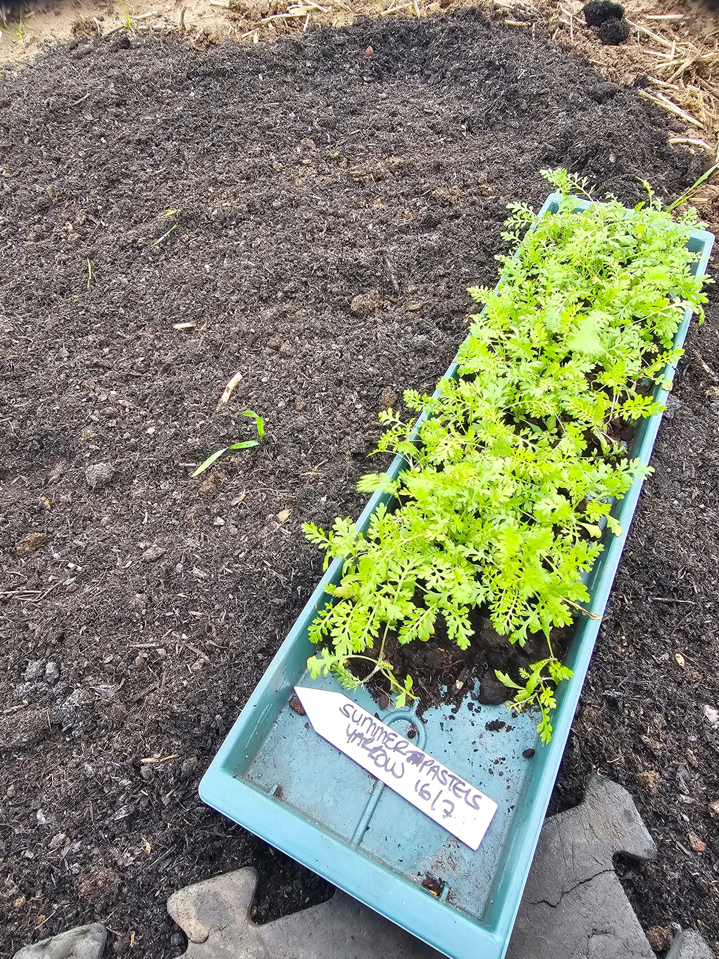 'Grow your own' Cut Flower Patch - Seed starting Workshop