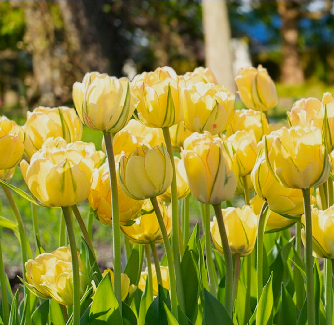 The Tulip Club