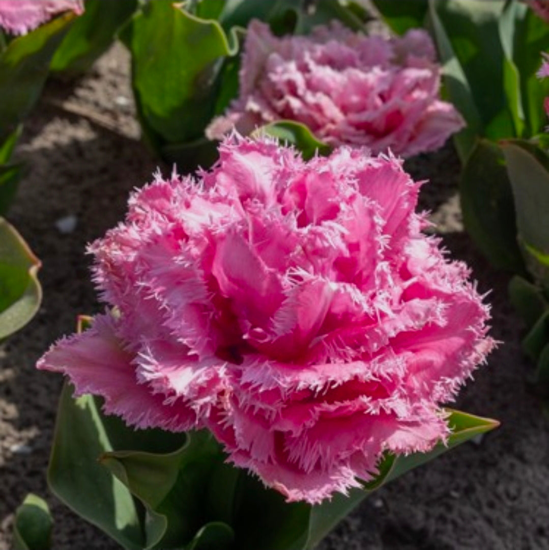The Tulip Club