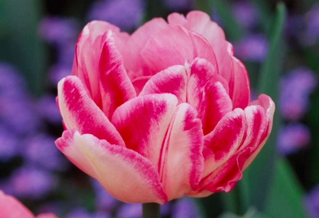 The Tulip Club