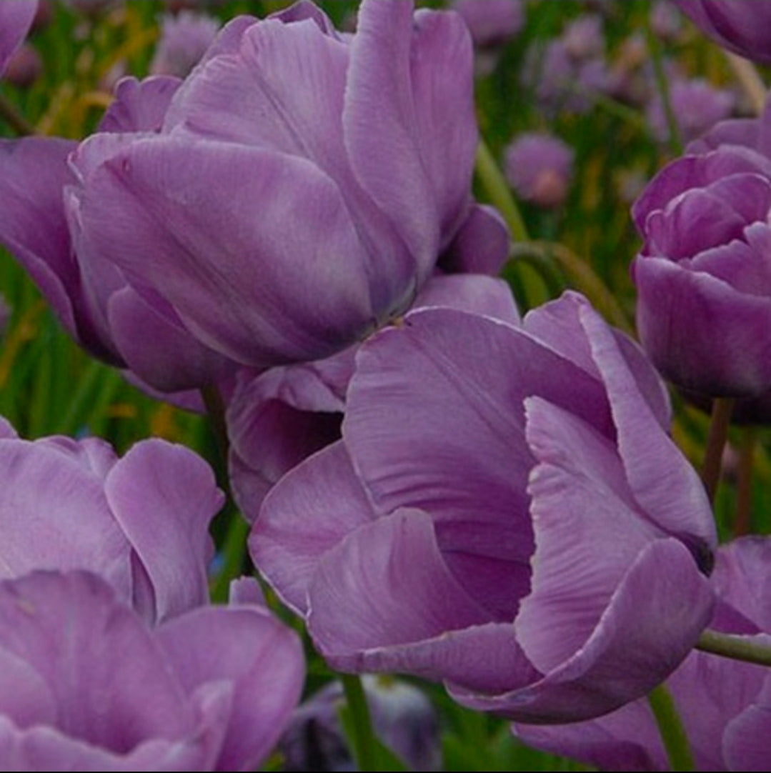 The Tulip Club