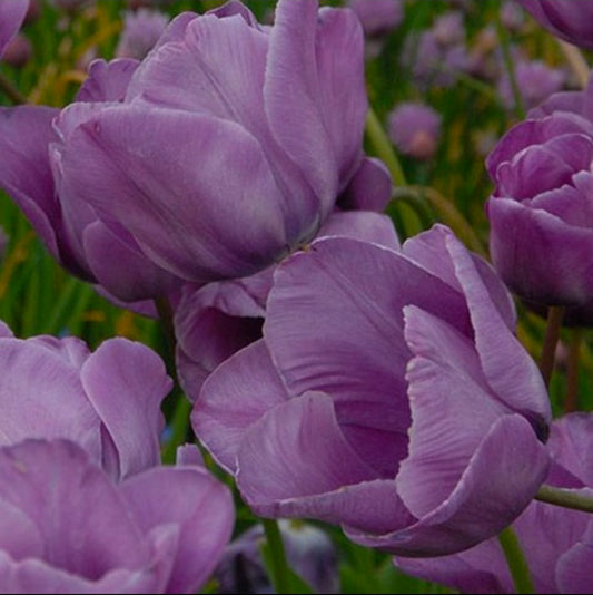 The Tulip Club
