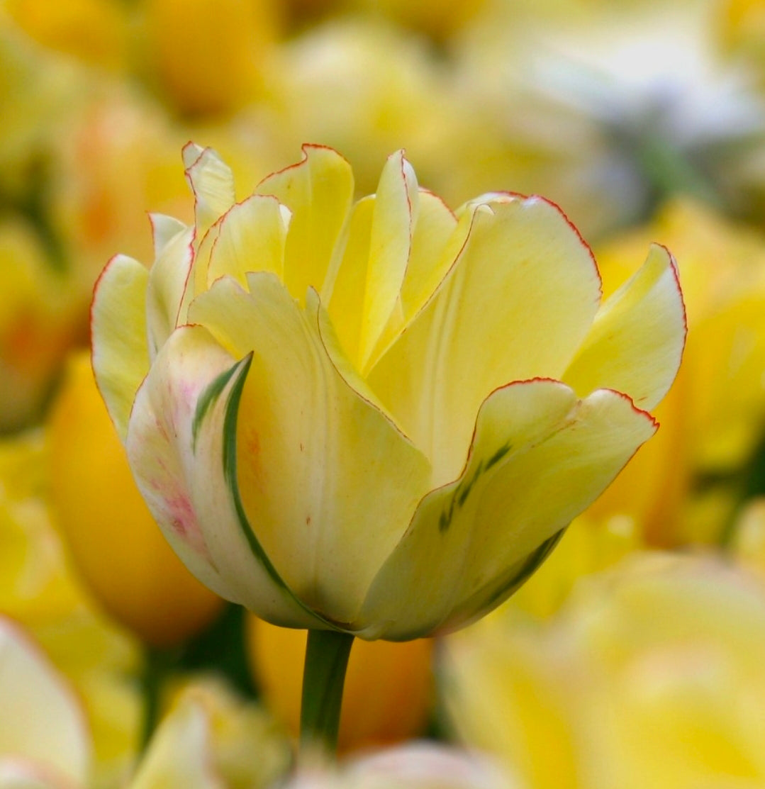 The Tulip Club