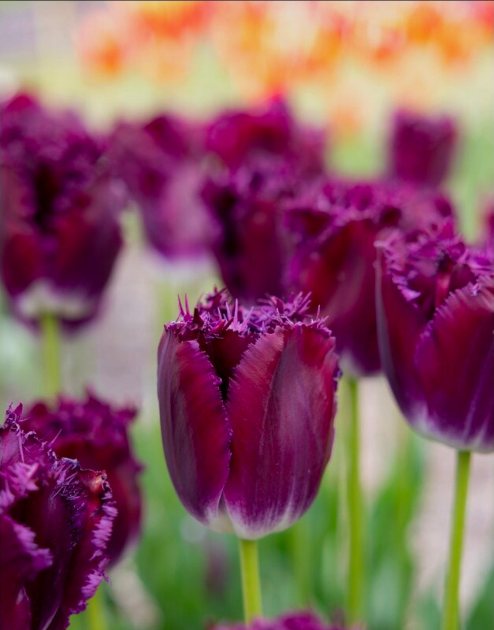 The Tulip Club