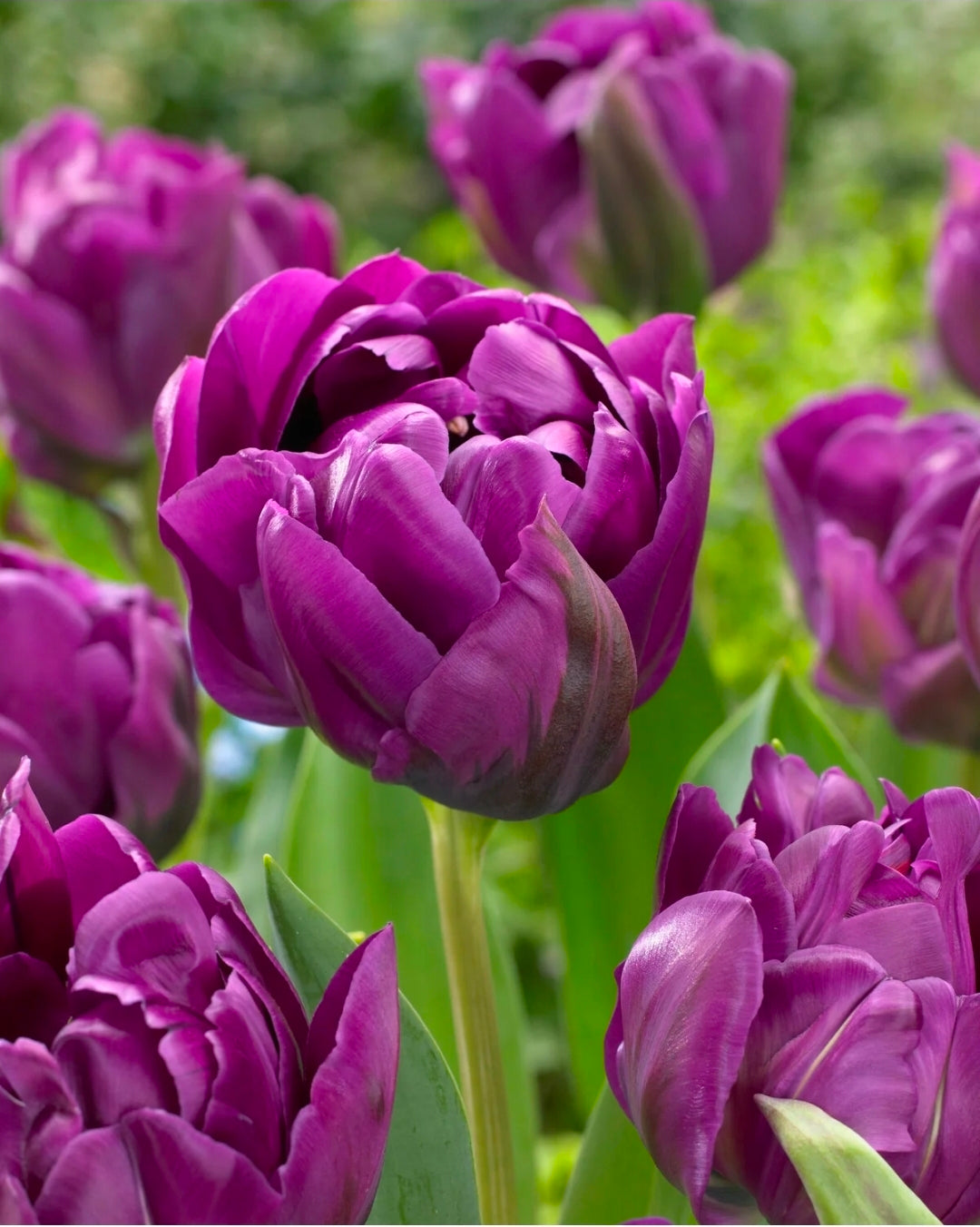 The Tulip Club
