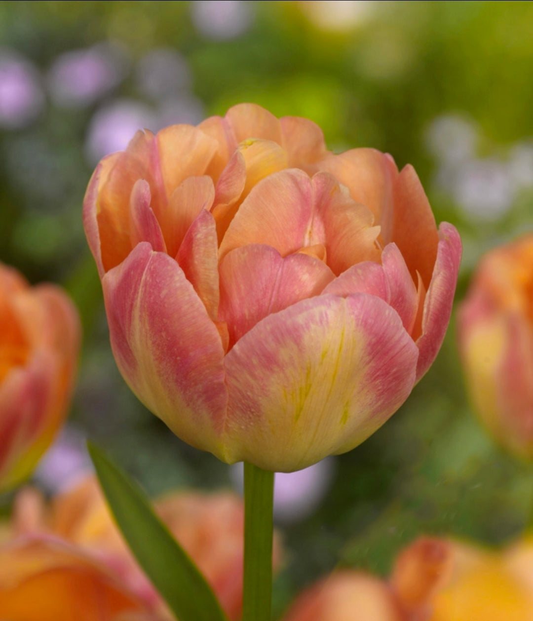 The Tulip Club
