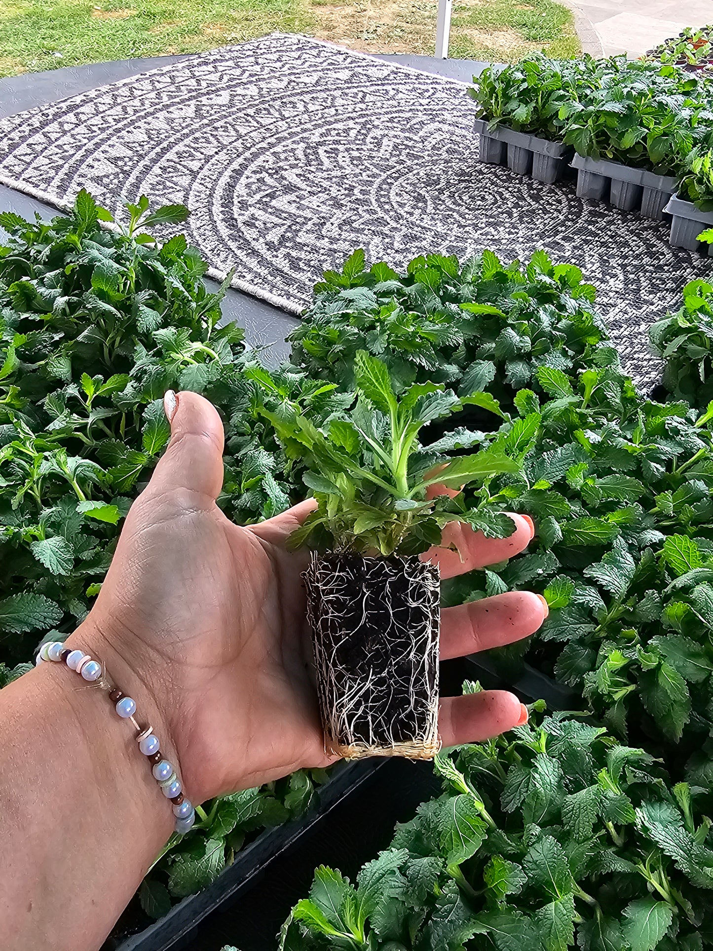 'Grow your own' Cut Flower Patch - Seed starting Workshop