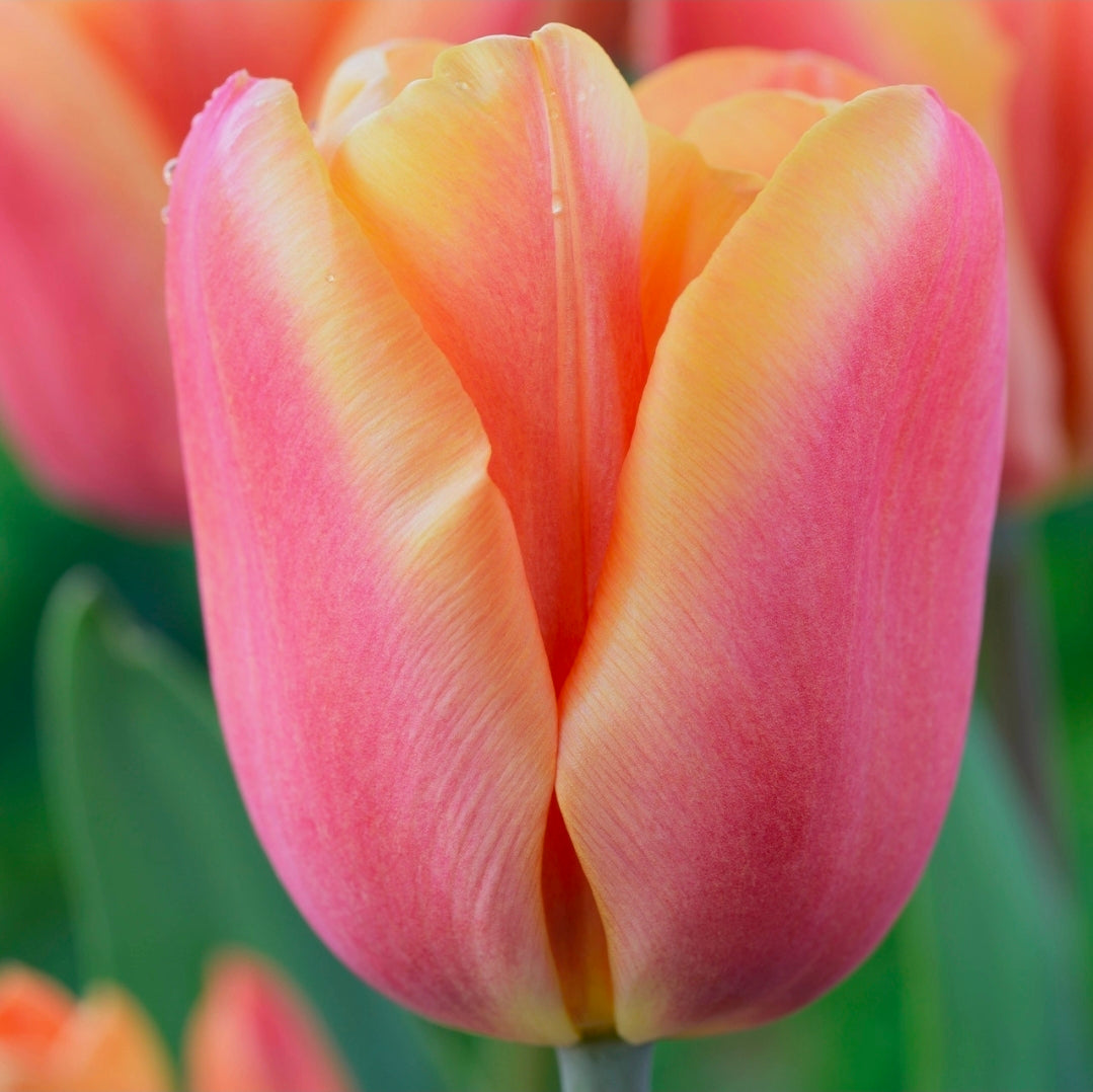 The Tulip Club