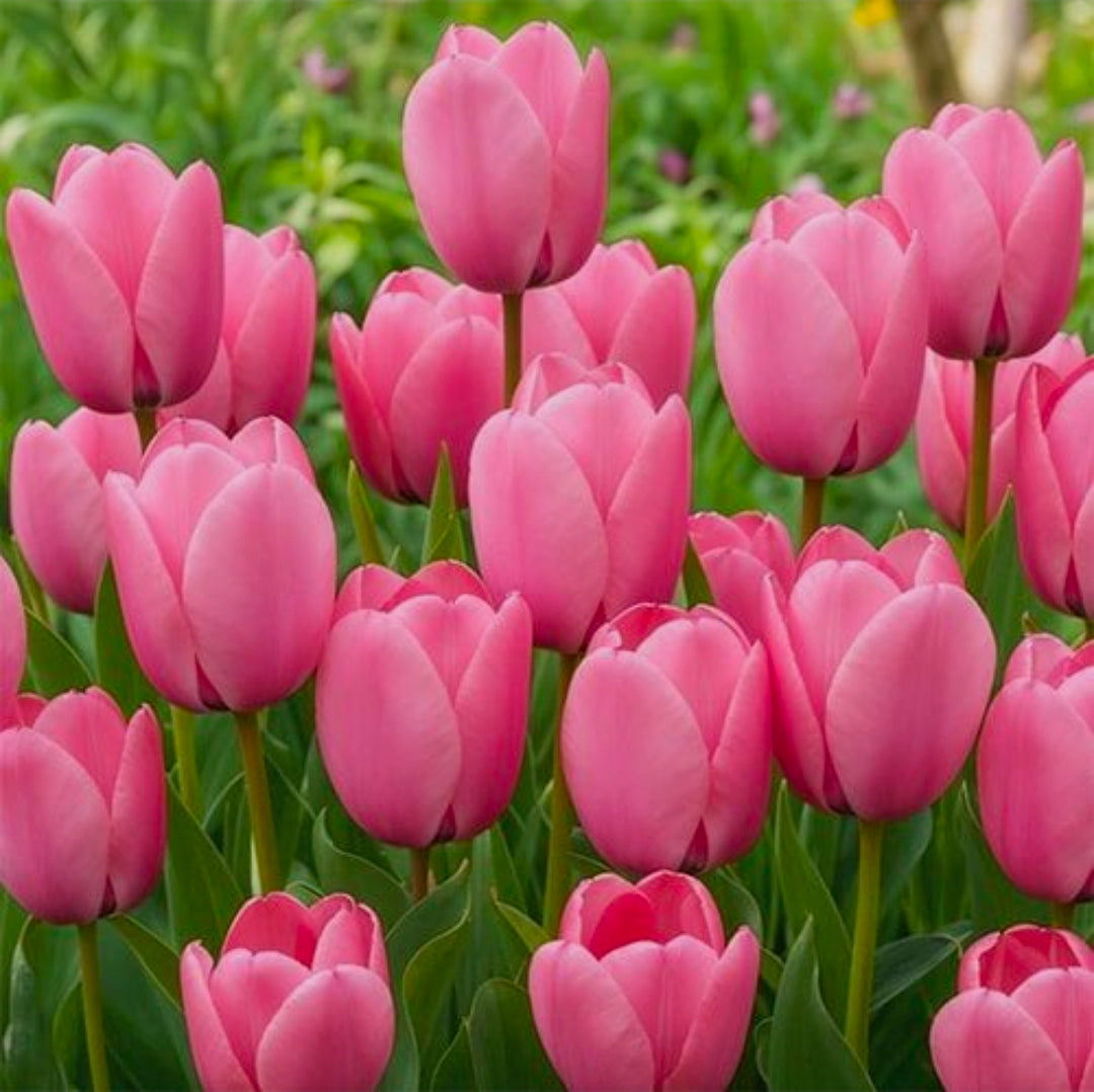 The Tulip Club
