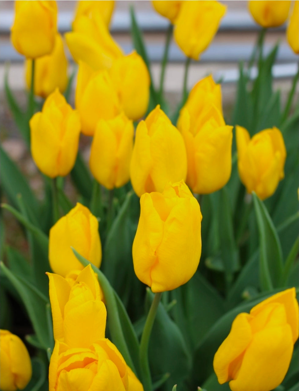 The Tulip Club