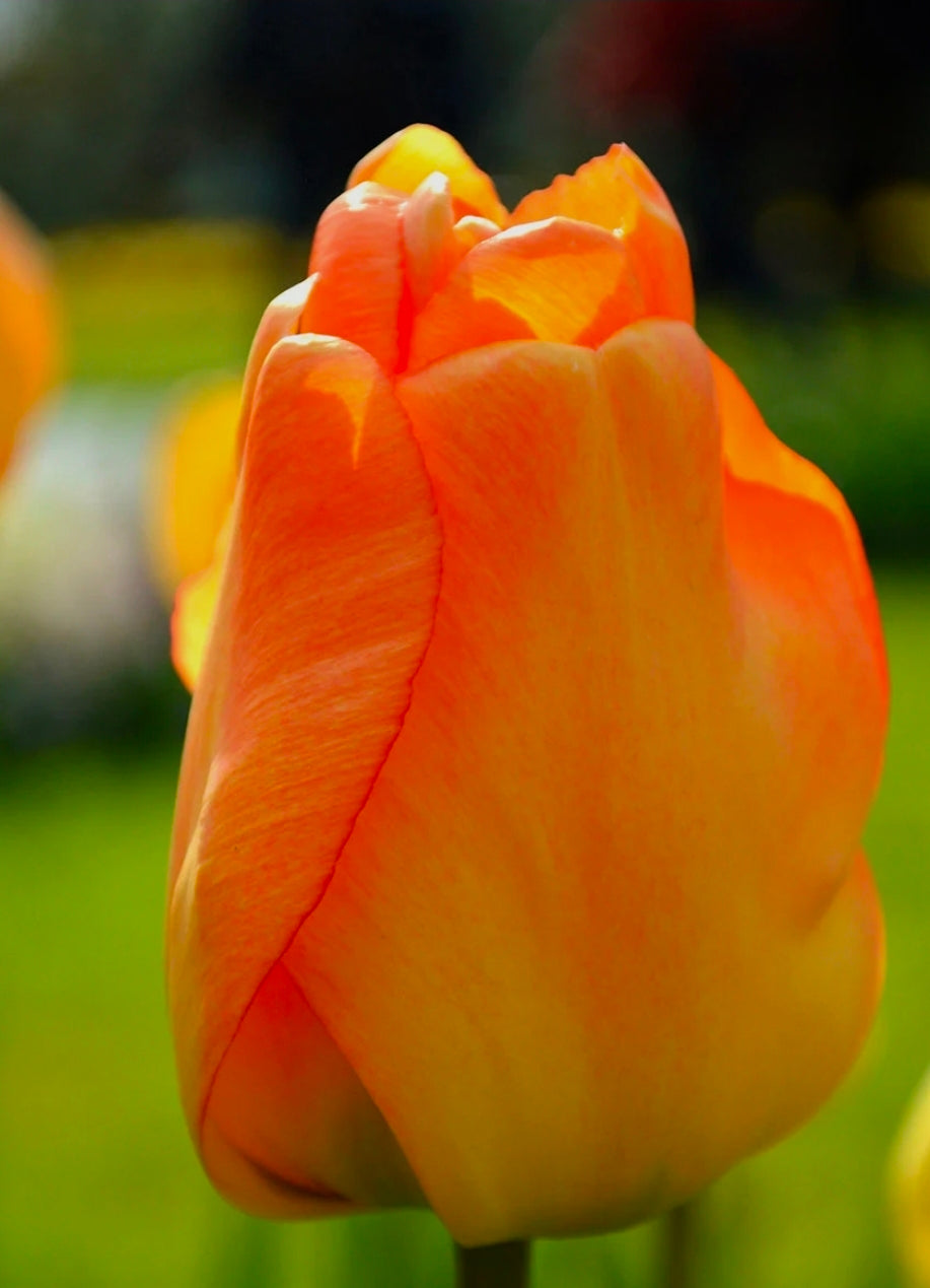 The Tulip Club