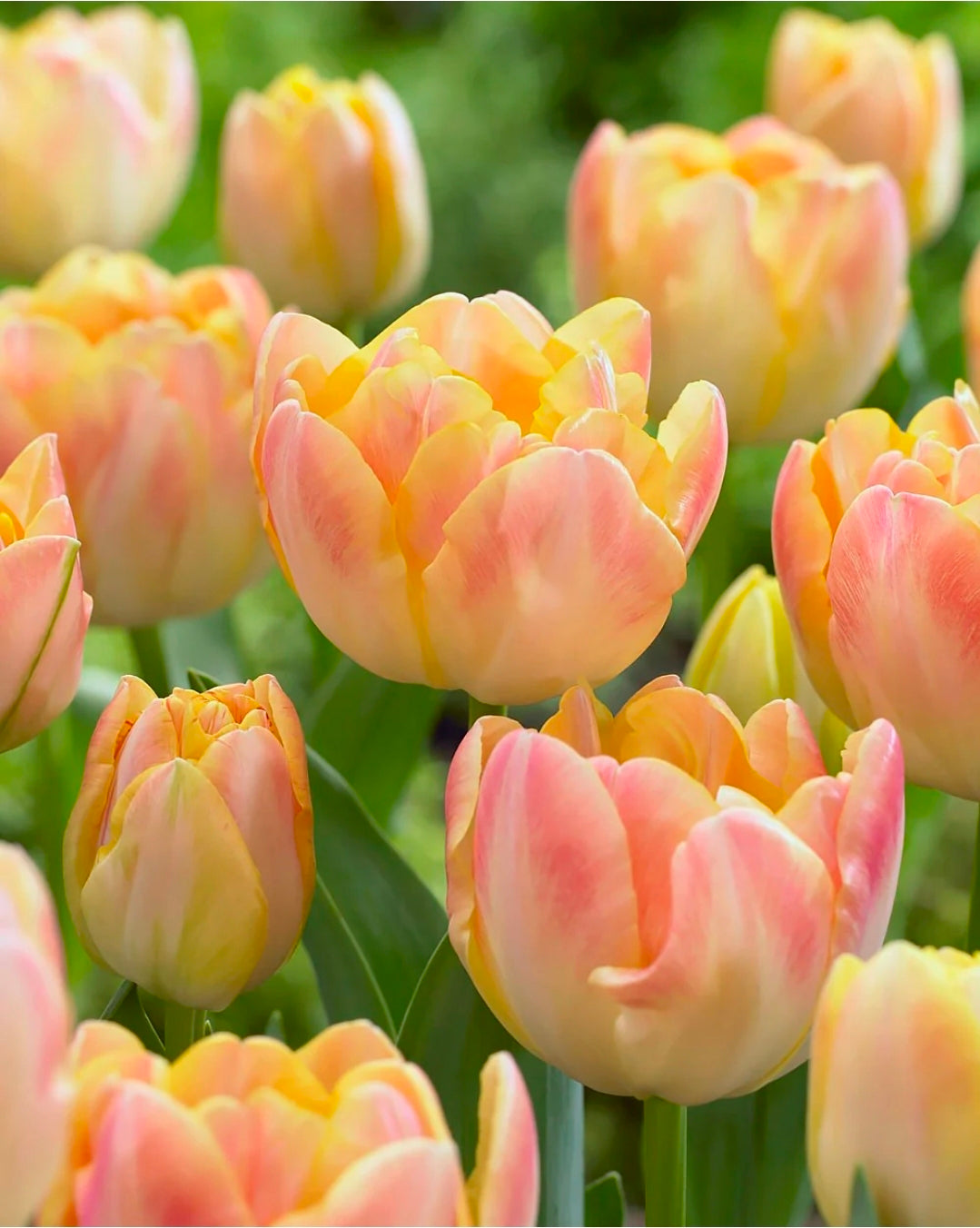 The Tulip Club