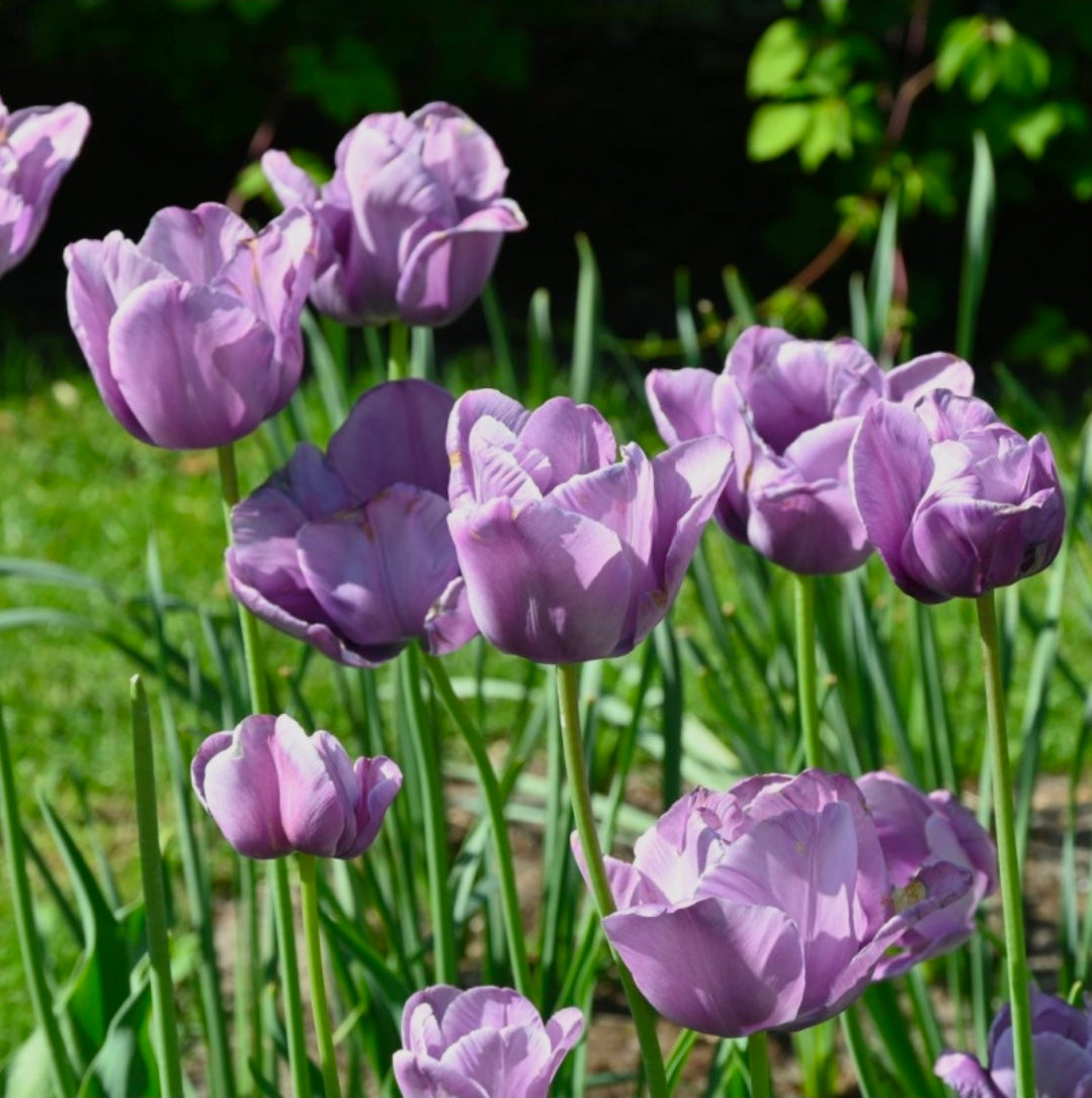 The Tulip Club