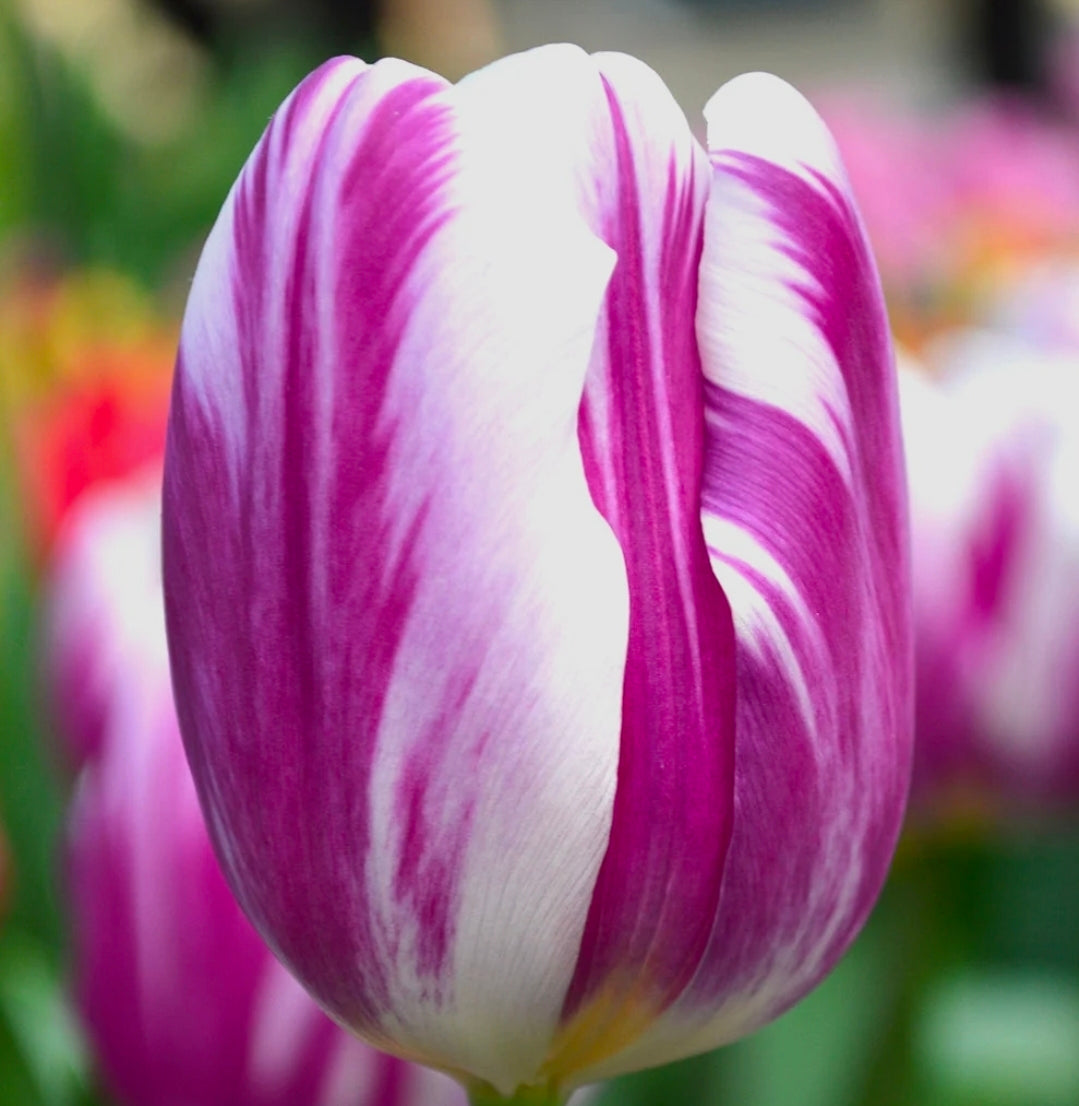 The Tulip Club